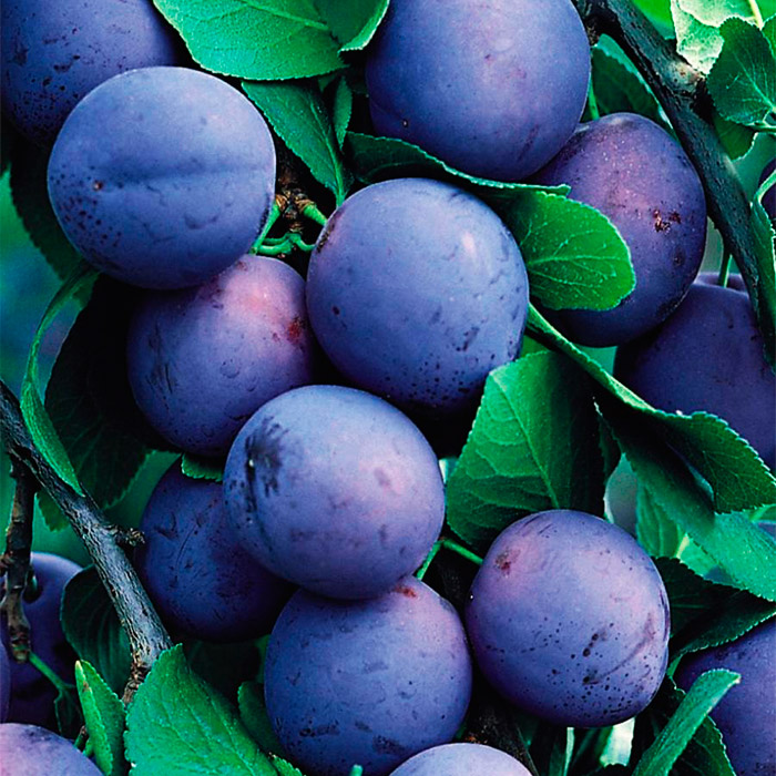 Слива в сортах 3-х летка 