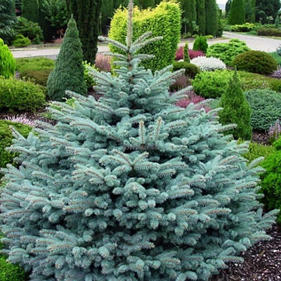 Ель колючая Glauca Globosa P23 20-25 CM Tw5 по цене  Ель колючая Glauca Globosa P23 20-25 CM Tw5