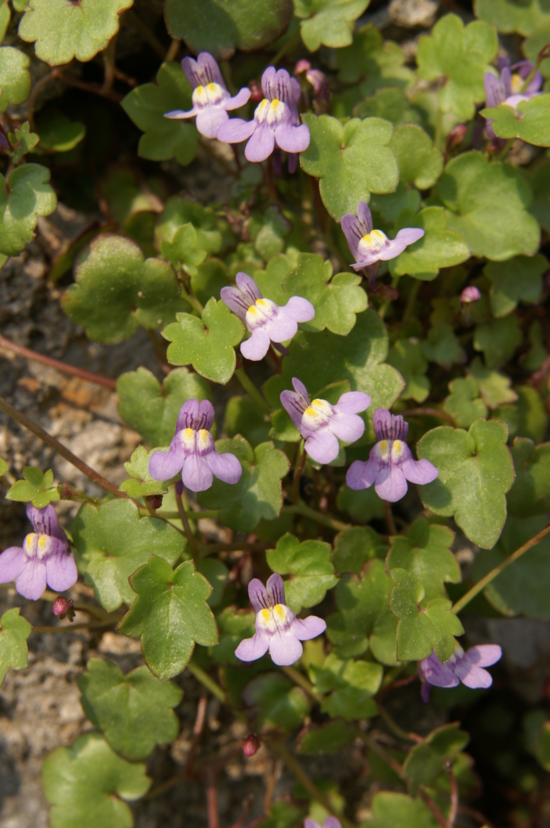 Цимбалярия p9 Push 