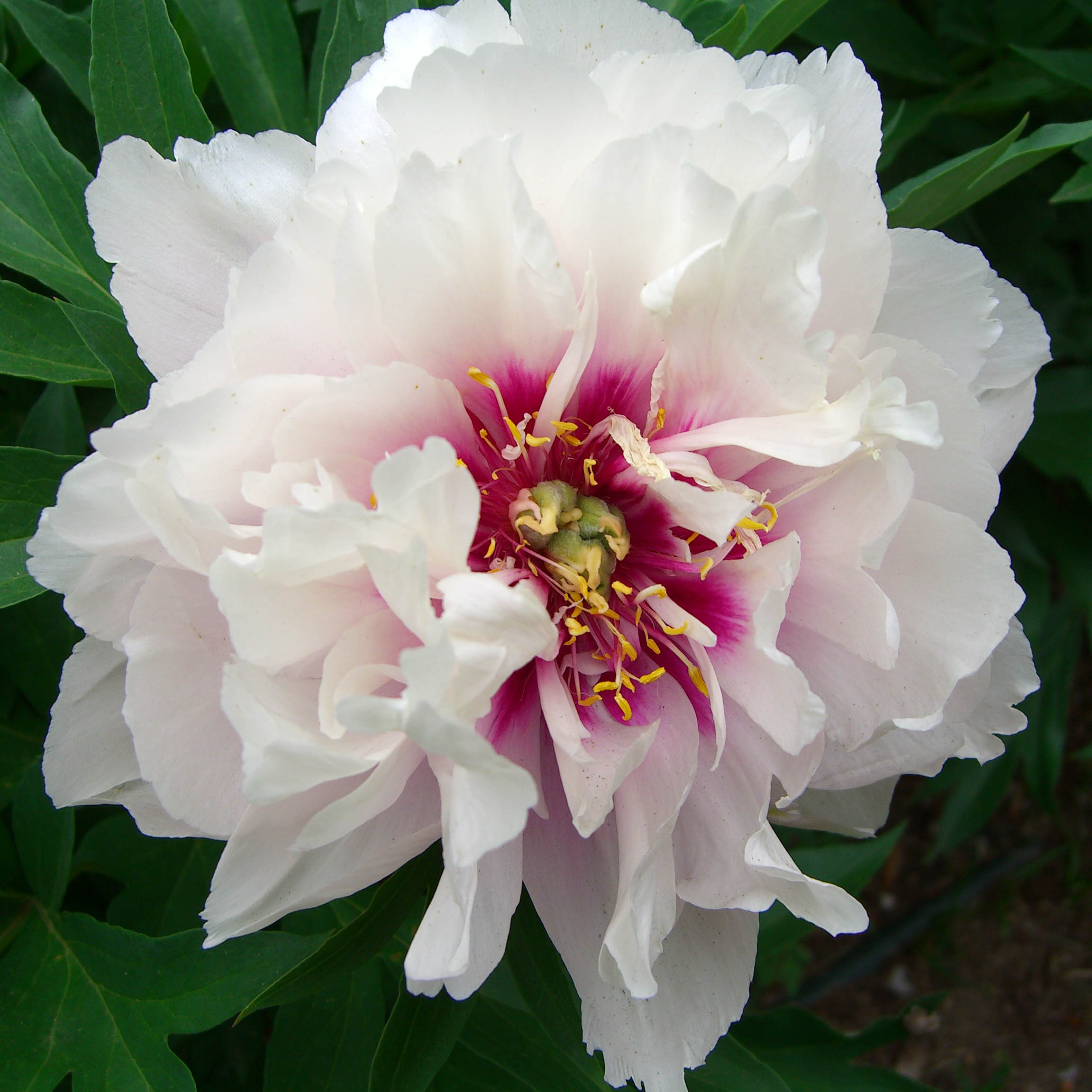 Пион Кора Луиза v3-5 Tim 