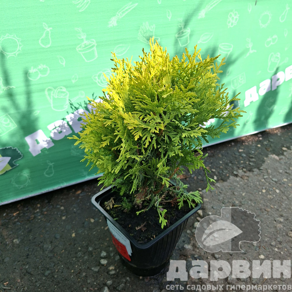 Туя западная Мириам v2 Lav 