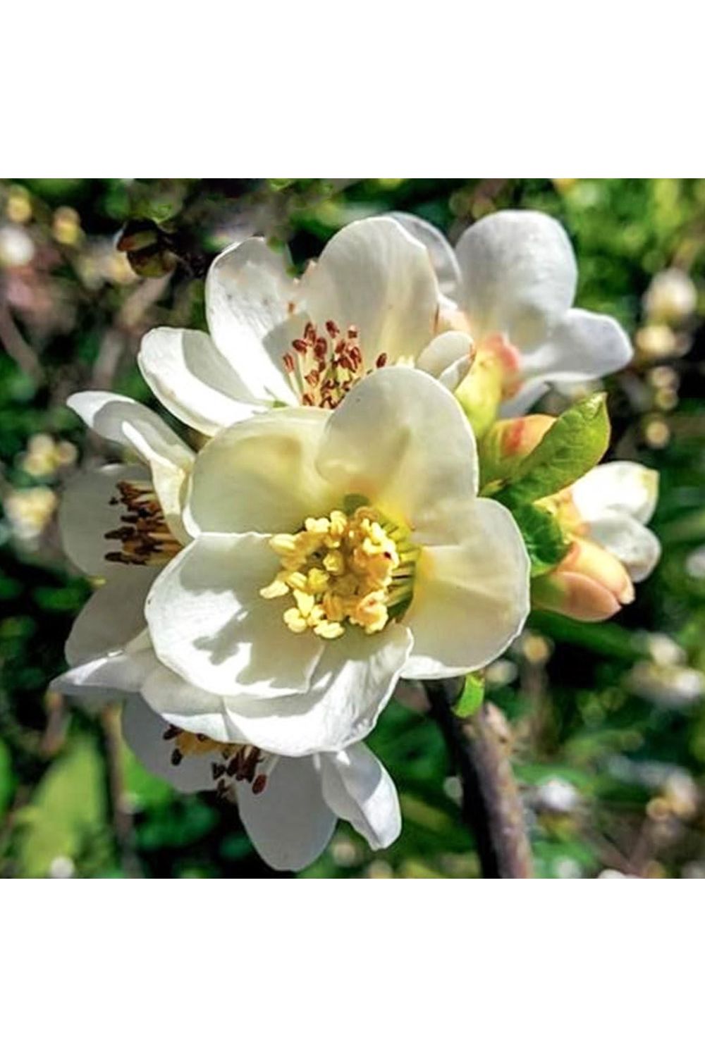 Айва японская Джет Трэил v5 Lav 