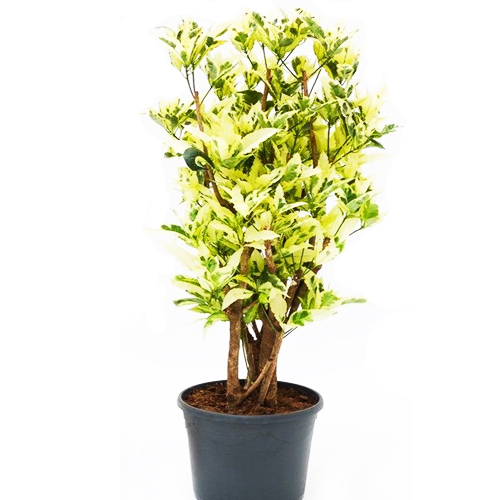 Кодиеум Миссис Айстон d19 h60 