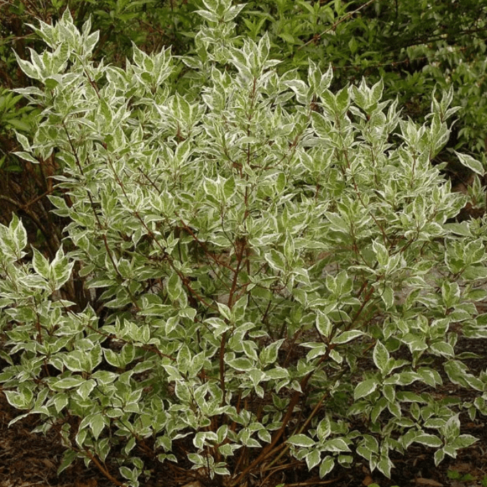 Дерен белый Крим Кракер v5 Lav 