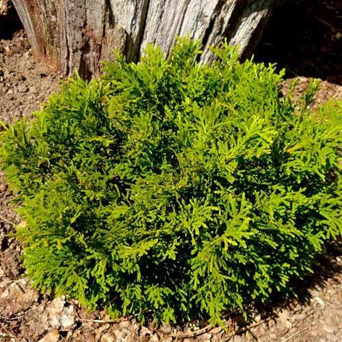 Туевик долотовидный Нана C7,5/10 80-100 Bor 