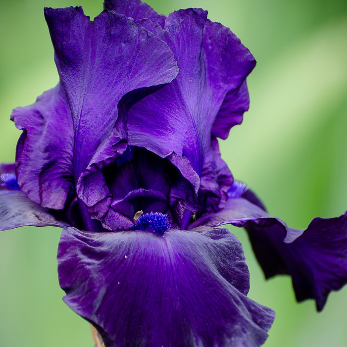 Ирис Найт Оул v2-3 Tim 