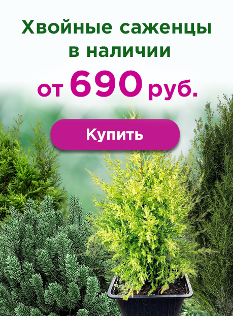 Хвойные саженцы