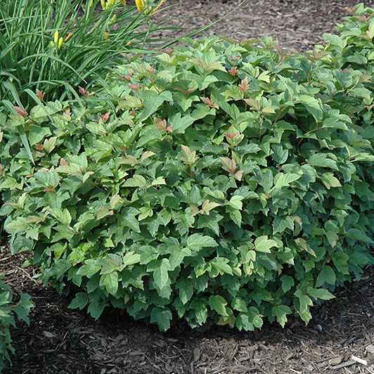 Калина обыкновенная Нанум v3 20-30 Sav 