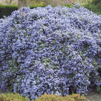 Цеанотус ползучий v2 Lav 