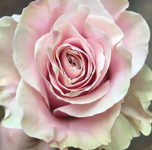 Роза чайно-гибридная Пинк Мондиаль v5 Lav 