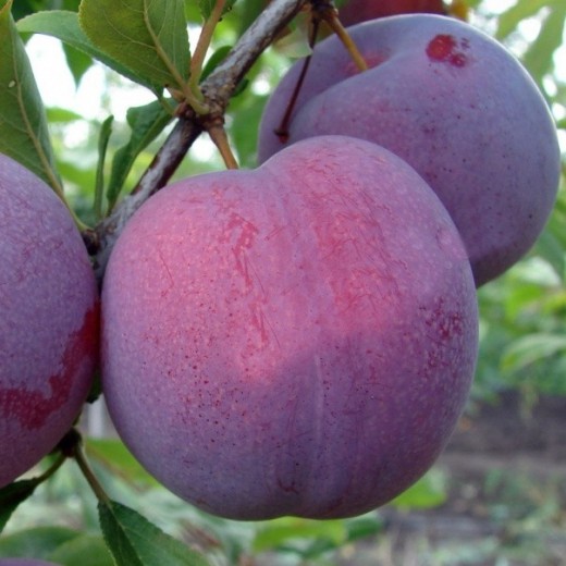 Слива Оцарк премьер 3-х летка Tim 