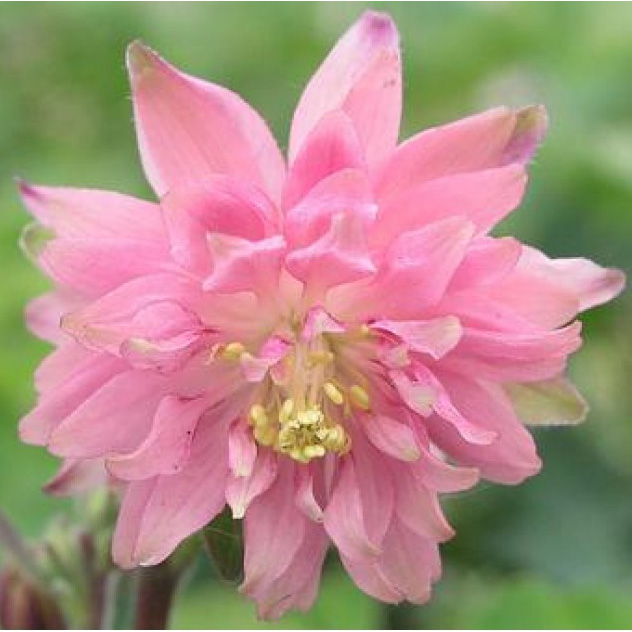 Корневище Аквилегия гибрид МакКаны Барлоу Пинк,1 шт. 