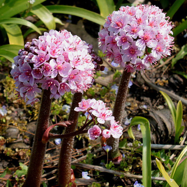 Дармера щитовидная v2 Tim 