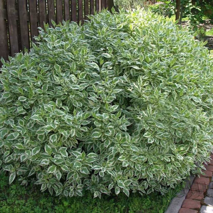 Дерен белый с2-3 