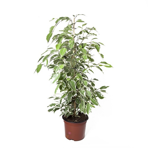 Фикус Бенджамина d21 h90 