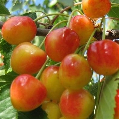 Черешня Барыня светло-желтая  v7 100-140 Tim 