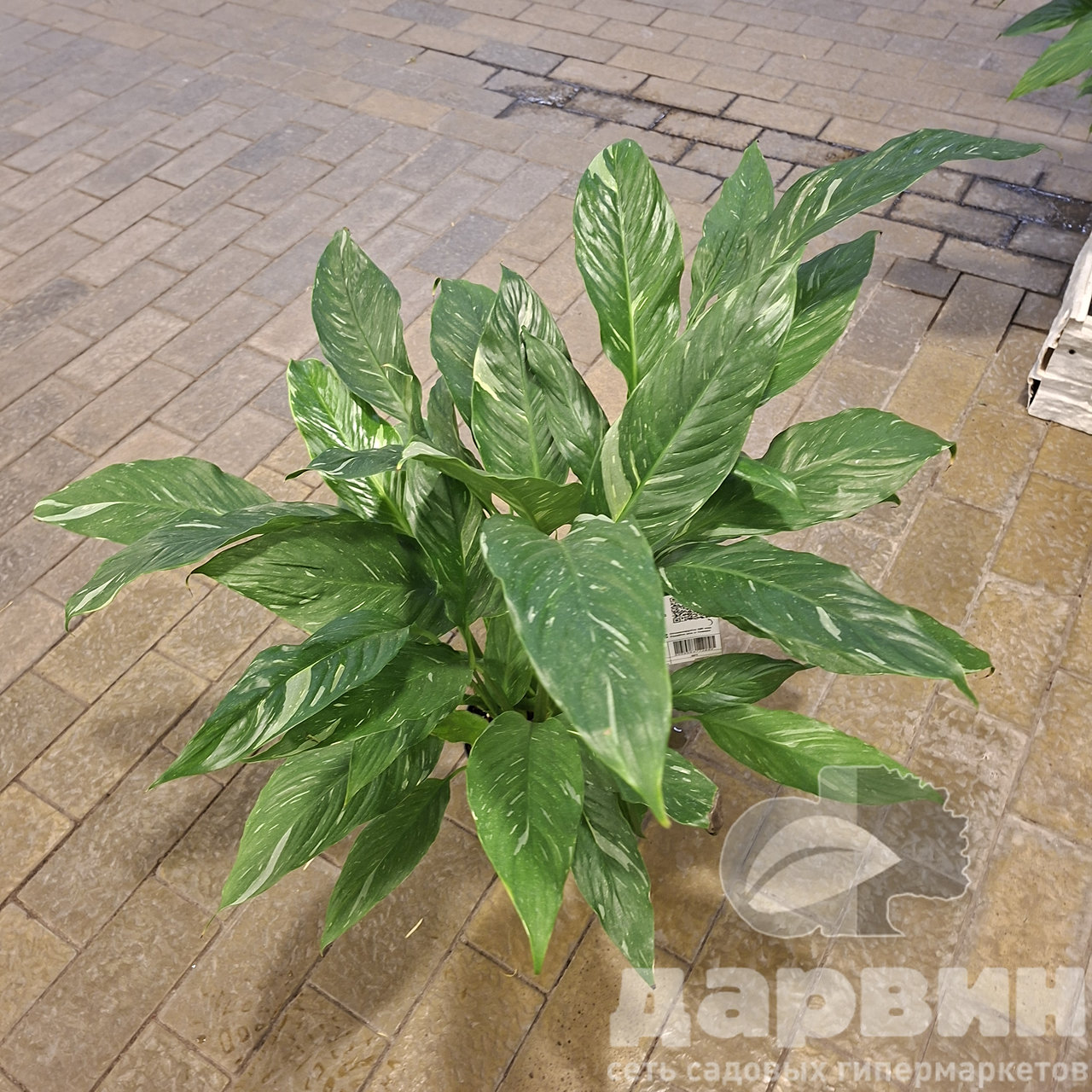 Спатифиллум Даймонд Вариегата d17 h60 