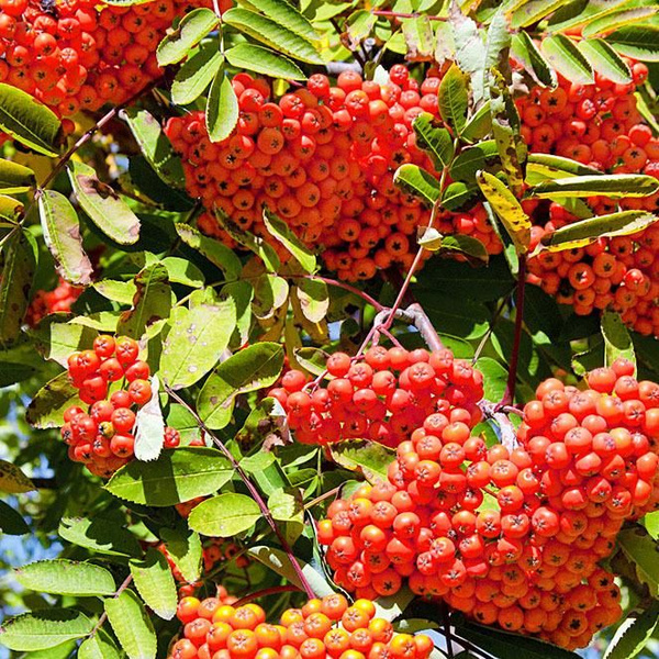 Рябина обыкновенная Сорбинка v7 100-140 Tim 