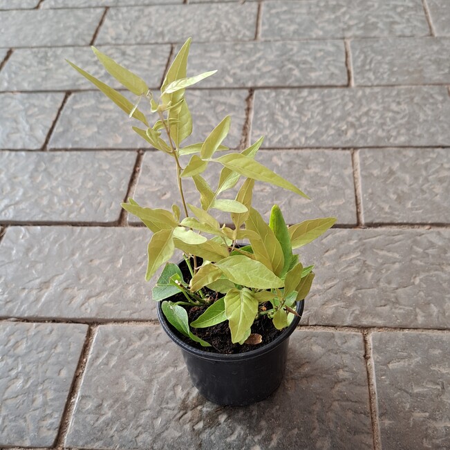 Паслен жасминовидный плант микс d8 10 ХР 