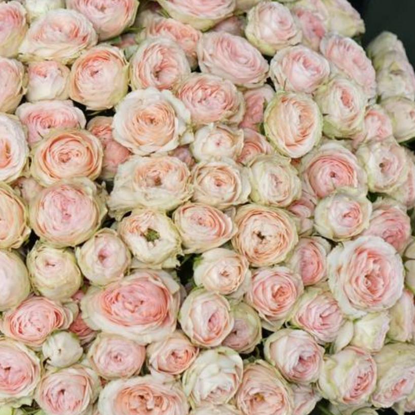 Роза спрей Грандмас Файнест Кэти v5 Lav 