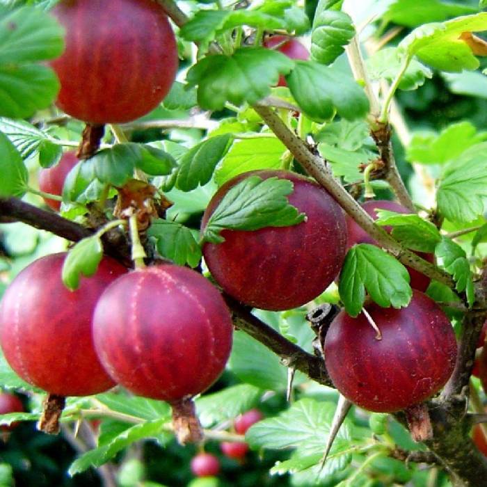 Крыжовник Консул красный v1 Tim по цене  Крыжовник Консул красный v1 Tim