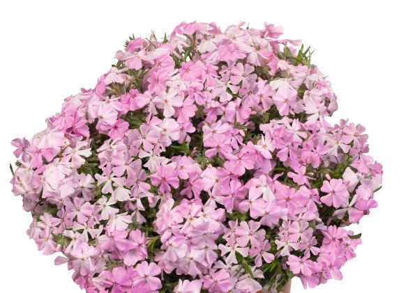 Флокс шиловидный Спринг Софт Пинк v2 Lav 