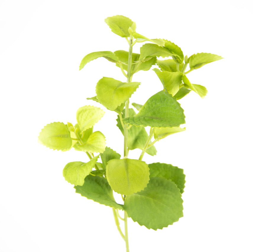 Цветок искусственный Мята 33см, зеленый по цене 