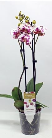 Фаленопсис 2 вет Виола d12 h50 