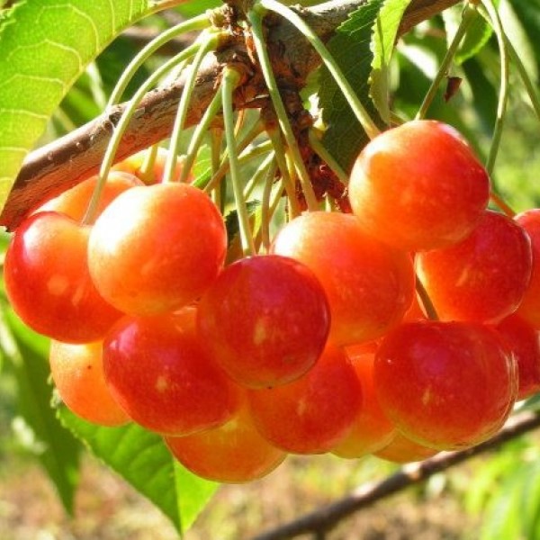 Черешня Соперница v 5-10 Tim по цене  Черешня Соперница v 5-10 Tim