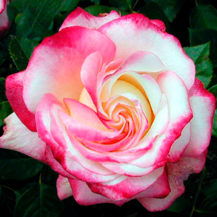 Роза флорибунда Парт Флэйд с5, Tim 