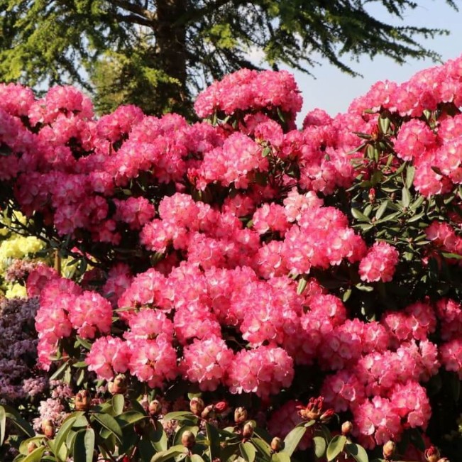 Рододендрон якушиманский  Фантастика 25-30см с5 