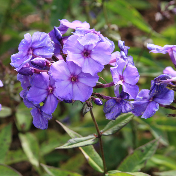 Флокс кассета 6шт МО 