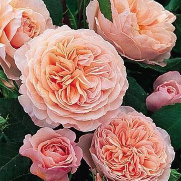 Роза в ассортименте Р25 (David Austin) 