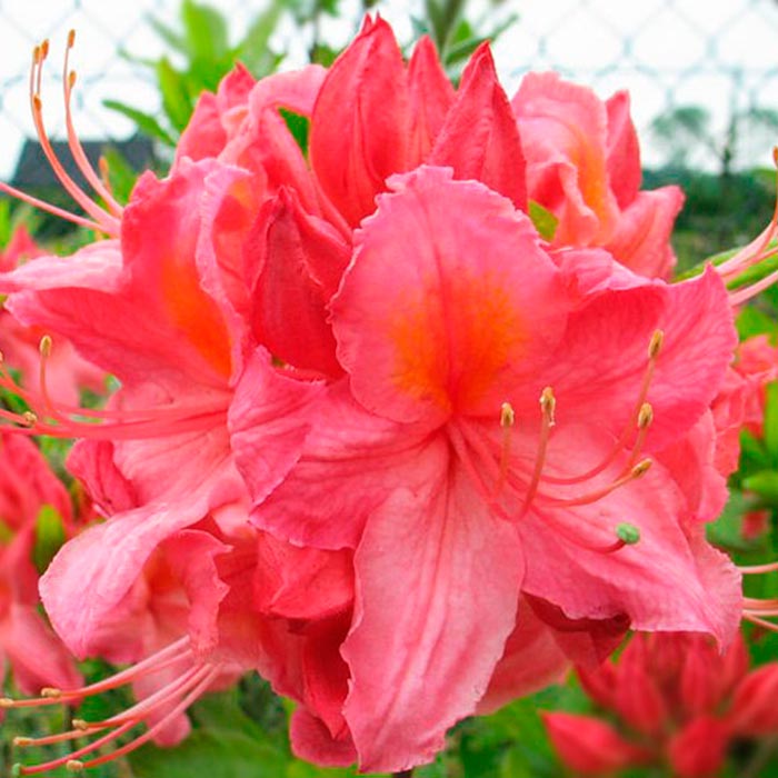 Азалия гибридная Сарина c5 