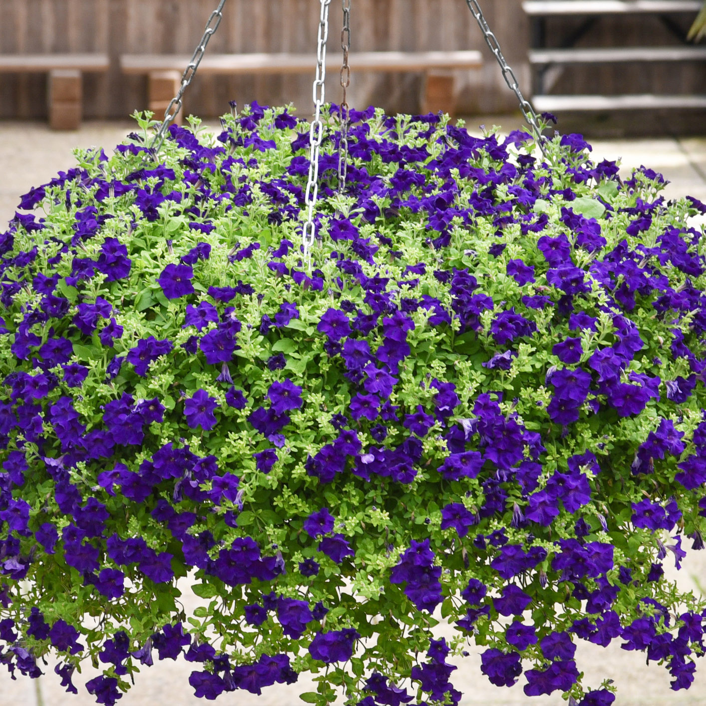 Петуния ампельная Патио синяя D23 ПВ 