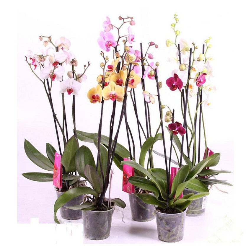 Леруа мерлен каталог цветы комнатные. Орхидея фаленопсис микс. Фаленопсис d12 микс. Фаленопсис микс 12. Фаленопсис Экстра микс.