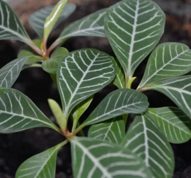 Молочай беложилковый d19 ХР 