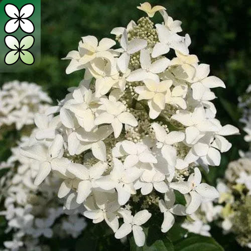 Гортензия метельчатая Меджикал Старлайт v5 Tim 