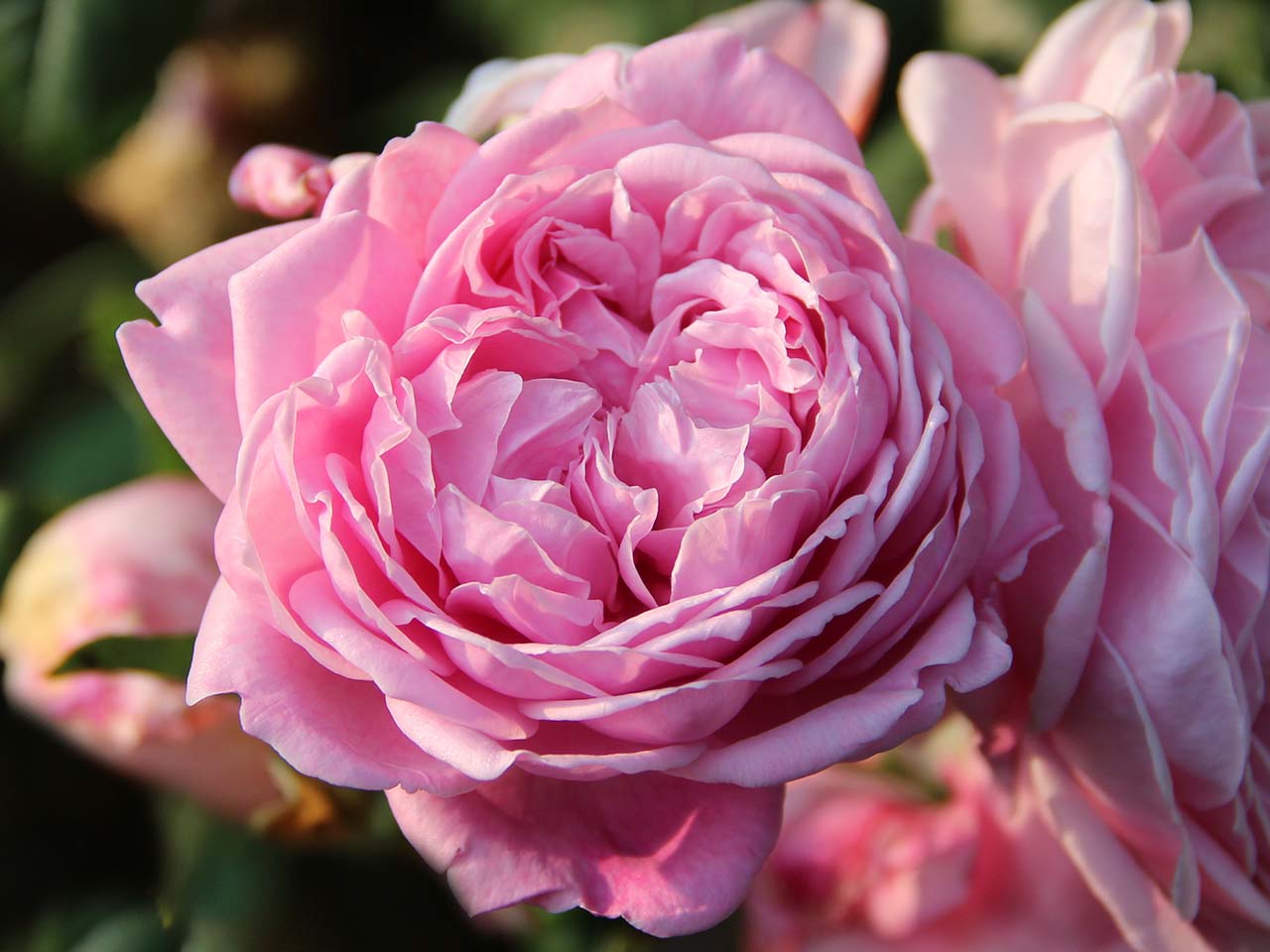 Роза английская Спирит оф Фридам  v5 Lav 