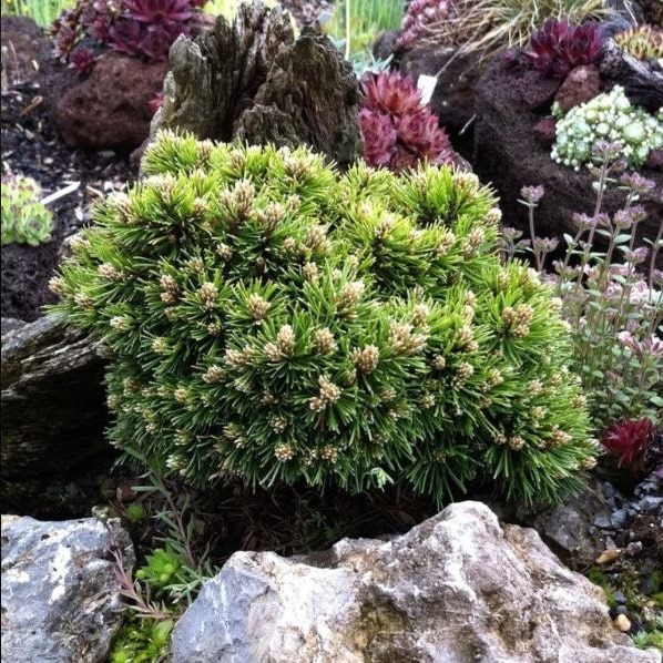 Сосна горная Мини Мини на штамбе 50 см C4 Mt 