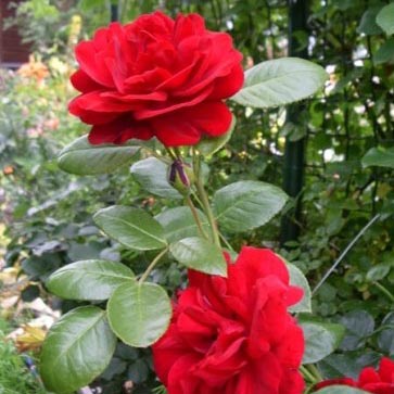 Роза плетистая Симпатия, c5 Tim 