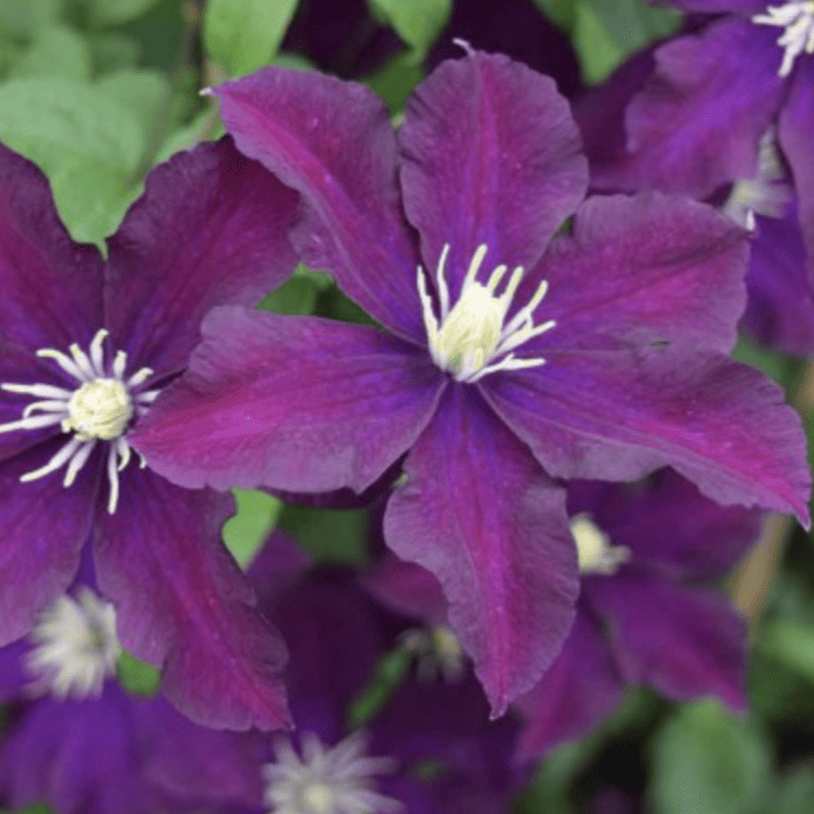 Клематис Уанс Мо  Р9 CL 