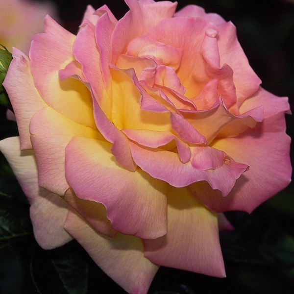 Роза чайно-гибридная Пиас с5, Tim 