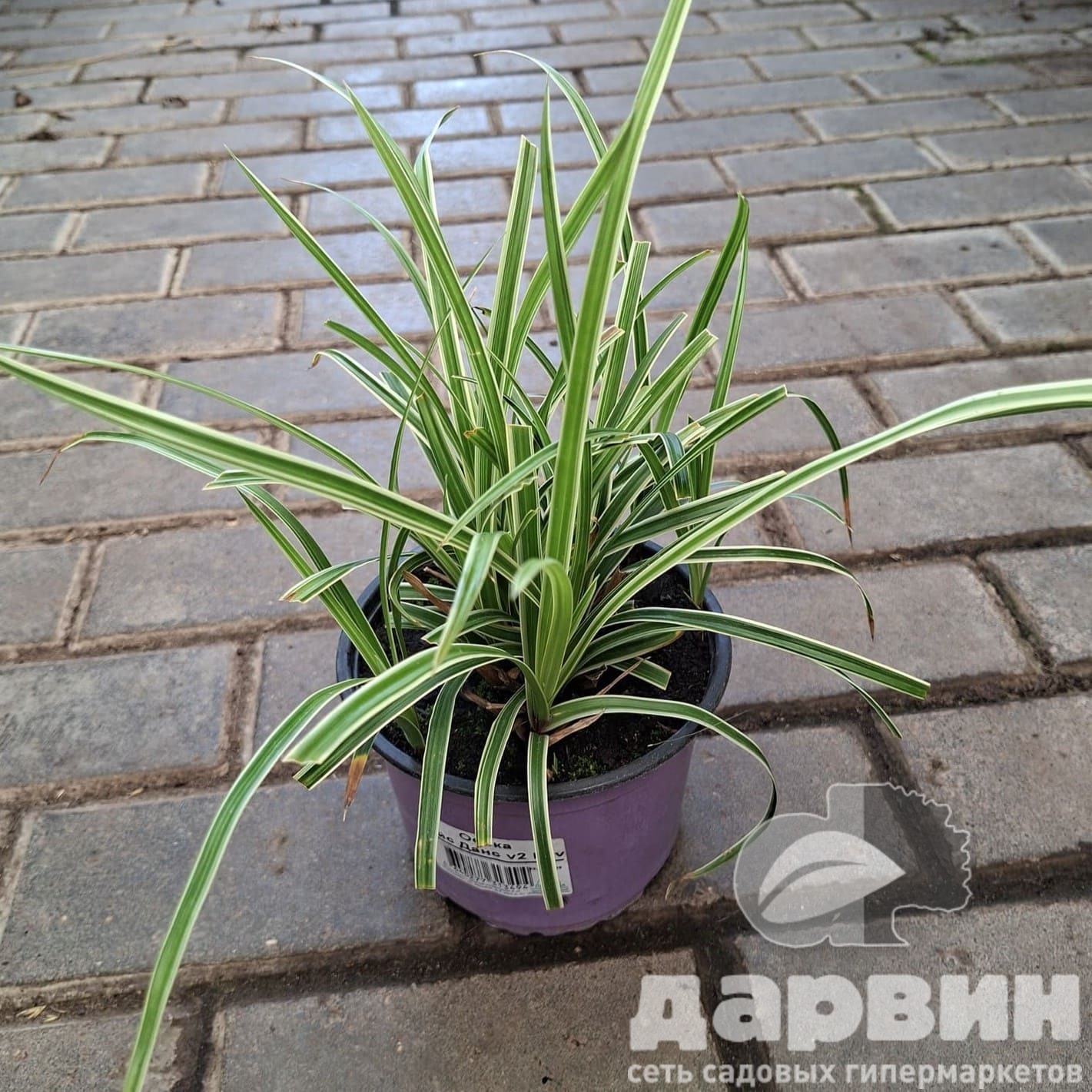 Осока Айс Данс v2 Lav 