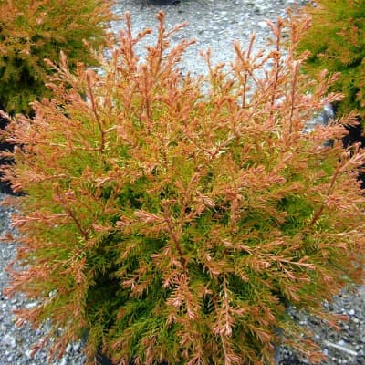 Туя западная Файер Чиф v7,5 30-40 Tw 