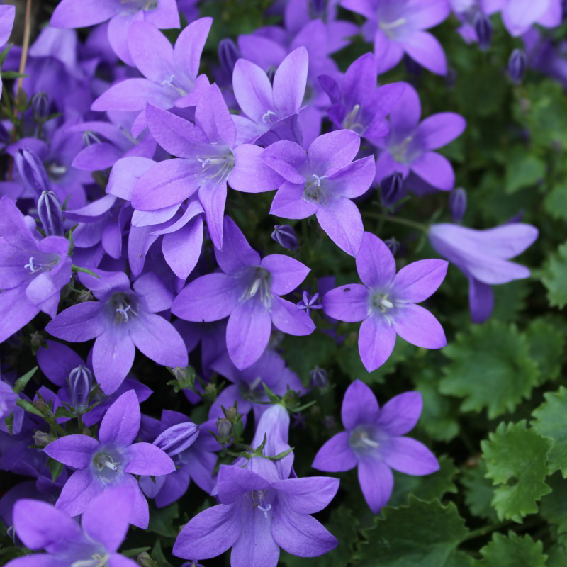 Колокольчик портешлага р9 Sw 