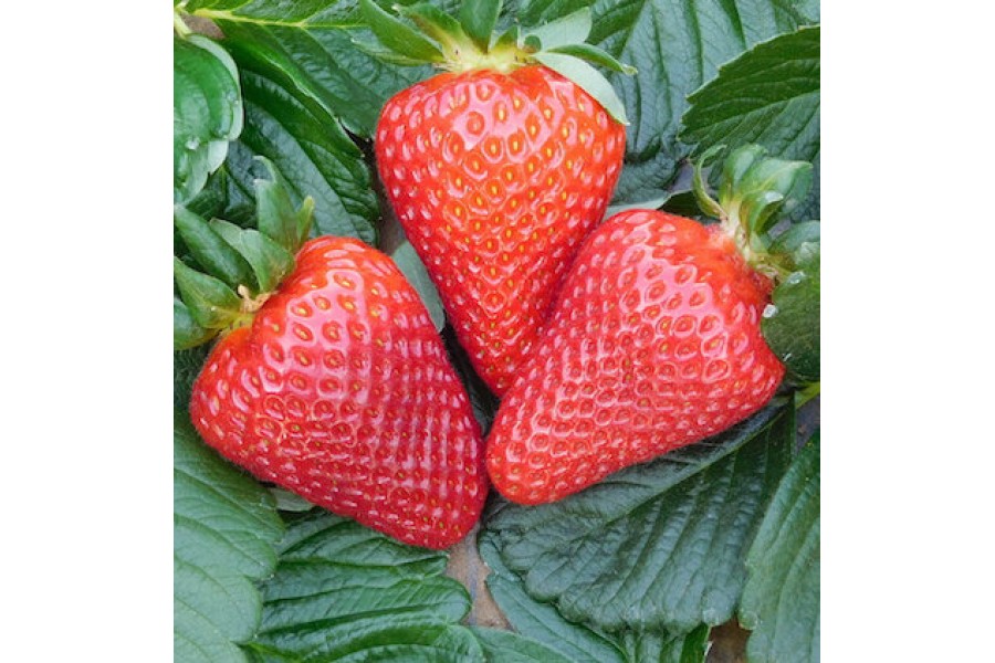 Земляника крупноплодная Магнус кассета 6шт Lav по цене  Земляника крупноплодная Магнус кассета 6шт Lav