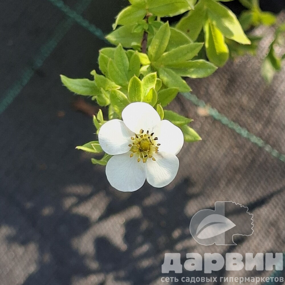 Лапчатка кустарниковая Абботсвуд v2 Lav 