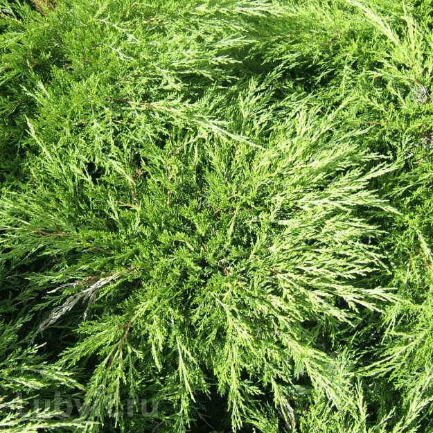 Можжевельник казацкий Кнап Хилл v3-5 Tim по цене  Можжевельник казацкий Кнап Хилл v3-5 Tim