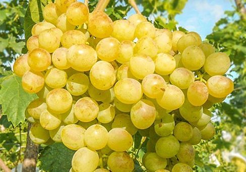 Виноград плодовый Белый ранний, желтый v5 Tim 